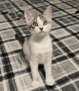 Lyle