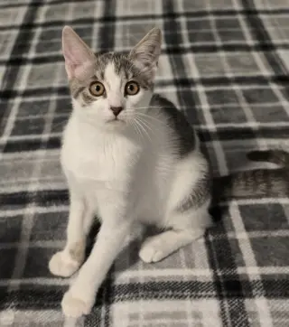 Lyle