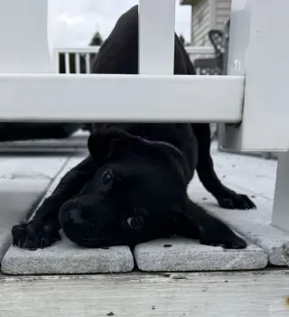 Eli