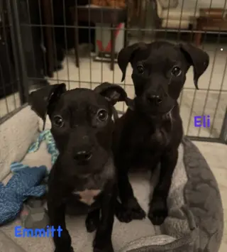 Eli