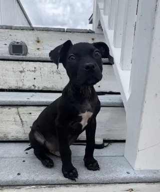 Emmitt