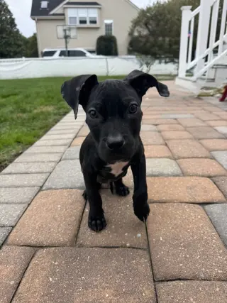 Emmitt