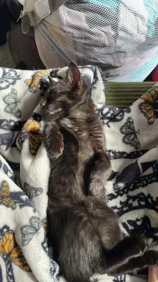 Nico