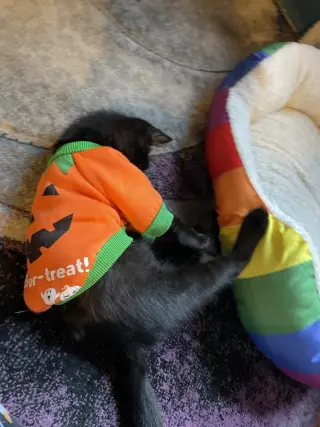Nico