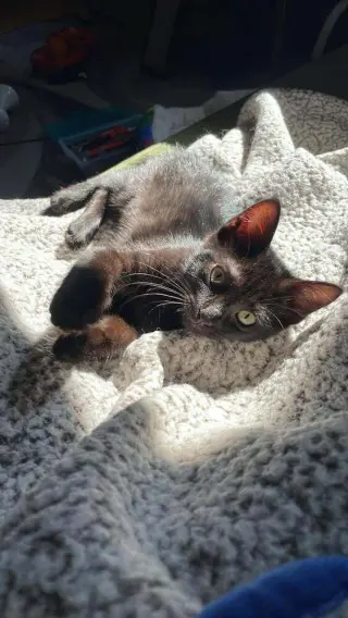 Nico