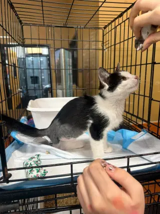 Stella (B)