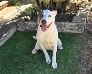 Terrific Ms Torie ~ Gentle Companion