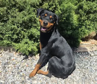 Kind Ms Kairi ~ Radiant Rottie