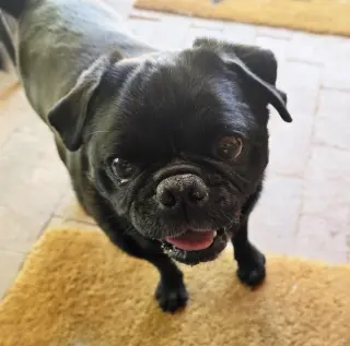 Precious Lil Ms Piggy = LAP PUG