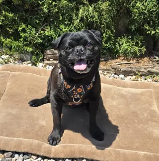 Precious Lil Ms Piggy = LAP PUG