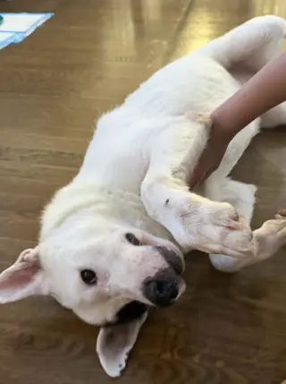 Petey