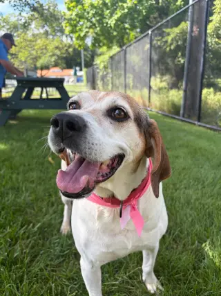 Peaches (Foster or Adopter needed!)