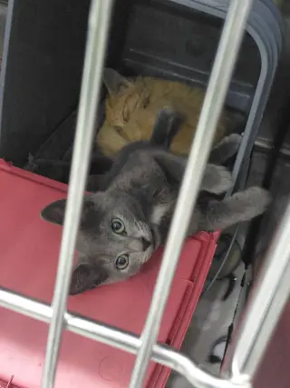 Gillian: Not at the shelter (Faith)