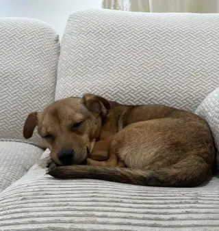 Junior