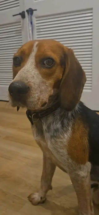 Dewy