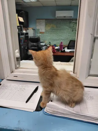 Jet: Not at the shelter (Faith)