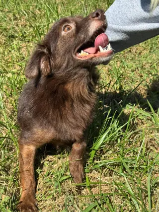 Cocoa