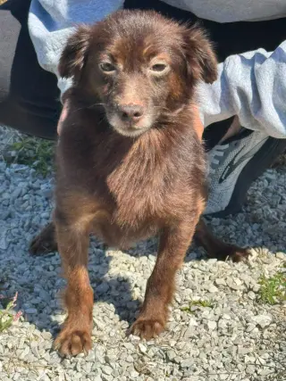 Cocoa