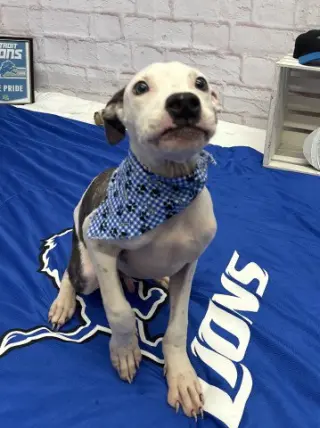 GUSTAVO
