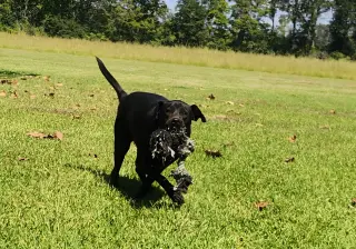 Daisy- black beauty