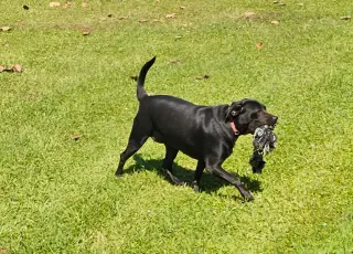 Daisy- black beauty