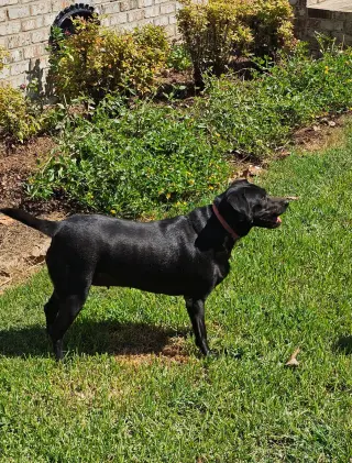 Daisy- black beauty
