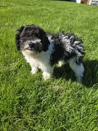 Oreo