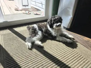 Oreo