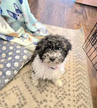 Oreo