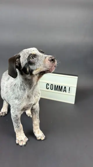 Comma