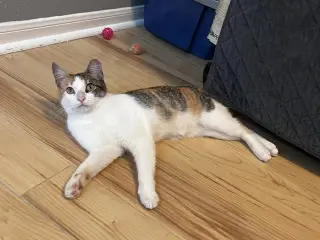 Holly