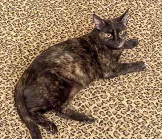 Nora