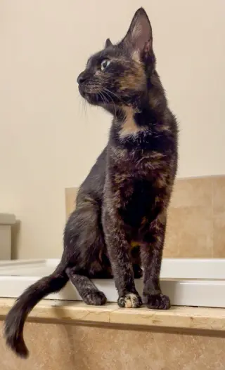 Nora