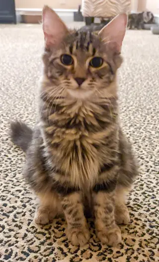 Swirli