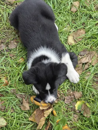 Skye