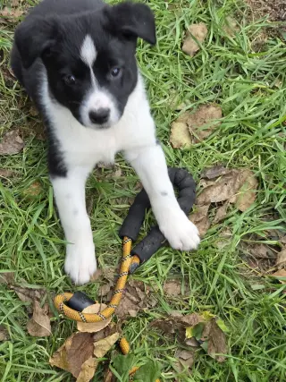 Skye