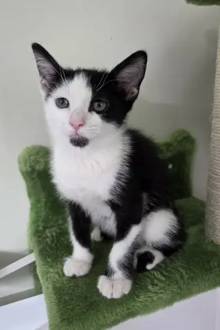 Domino