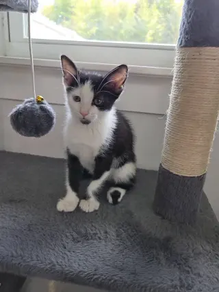 Domino