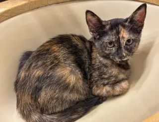 Juli