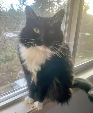 LOLA #2039 - Offered by Owner - Pretty Tuxedo