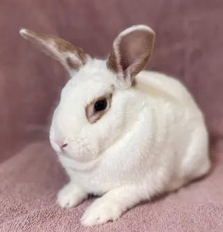 Bernadette