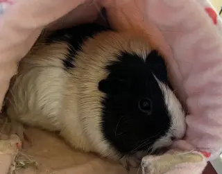 Mooki