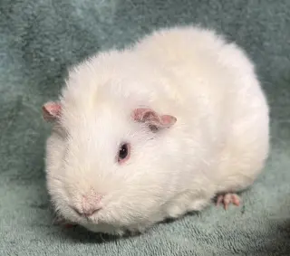 Kooki