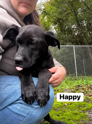 Happy (13wo, 20lbs)