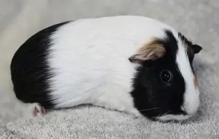 Butternut