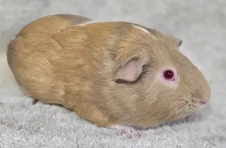 Honeydew