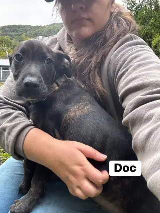 Doc(13wo, 20lbs)
