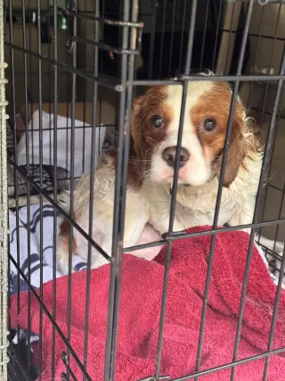 Milos (in foster)