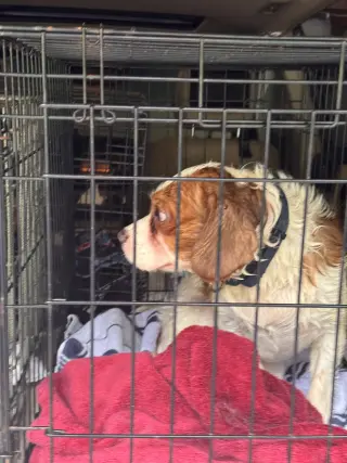 Milos (in foster)