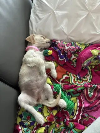 Birdie - "B" Litter